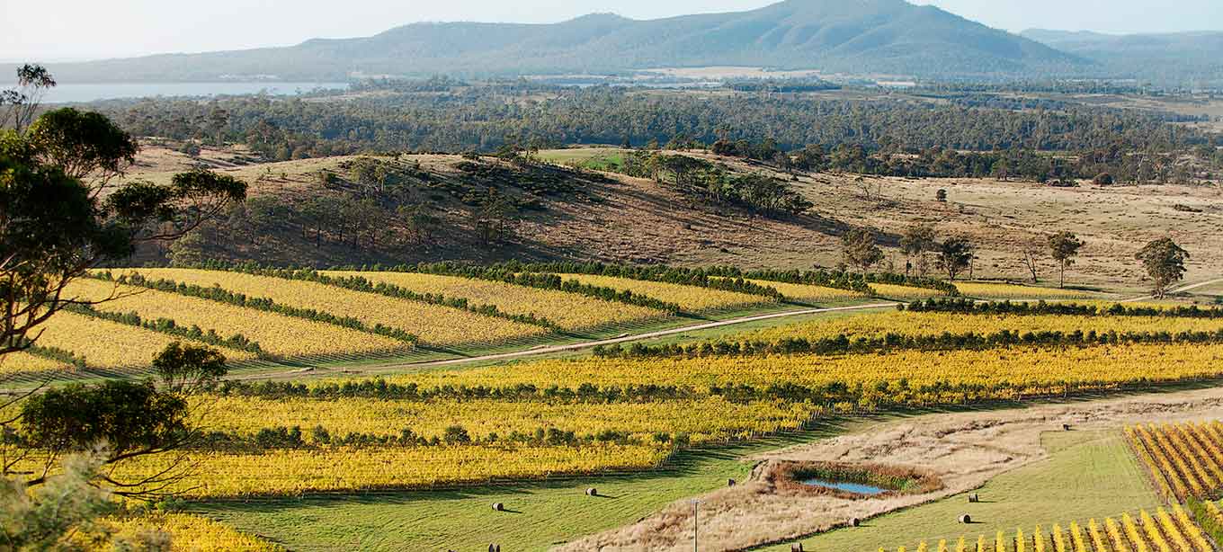King Valley Image
